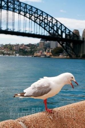 三月最佳旅游地推荐 澳大利亚悉尼_新浪无锡旅