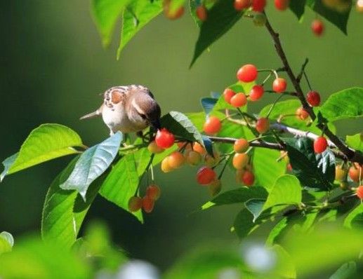 市民担心麻雀接触过不敢吃樱桃 均价回落至40