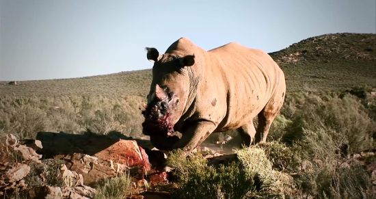 视频：公益广告姚明保护犀牛 